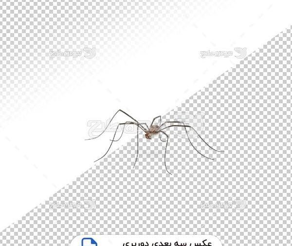 عکس سه بعدی عنکبوت