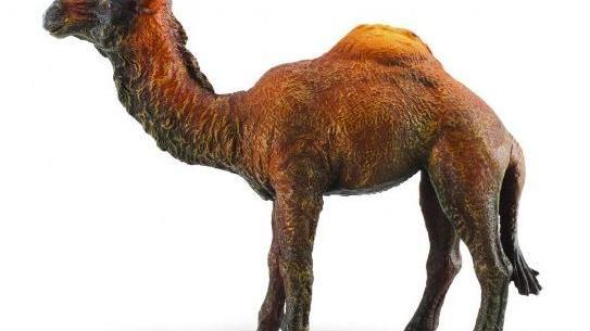 عکس شتر اسباب بازی