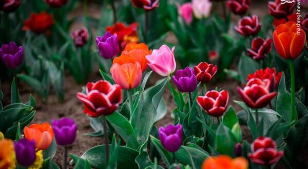 عکس بهار گل