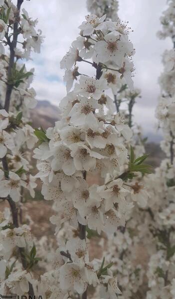عکس بهار گل