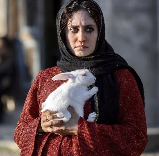 عکس خرگوش بامزه
