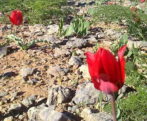 عکس گل در طبیعت