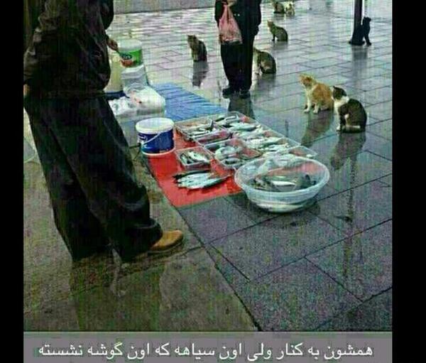 عکس خنده دار شیخ