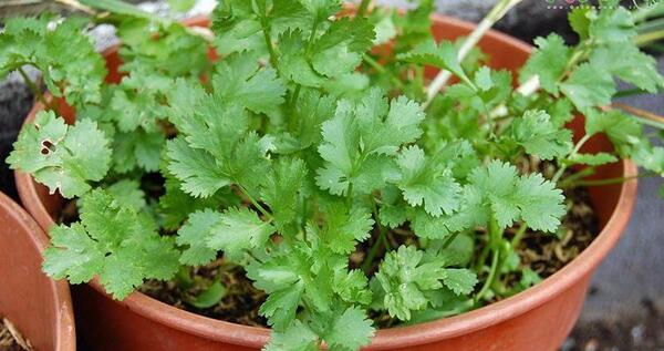 عکس جعفری و گشنیز