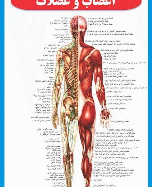 عکس آناتومی داخلی بدن انسان