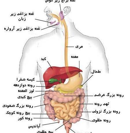 عکس آناتومی داخلی بدن انسان