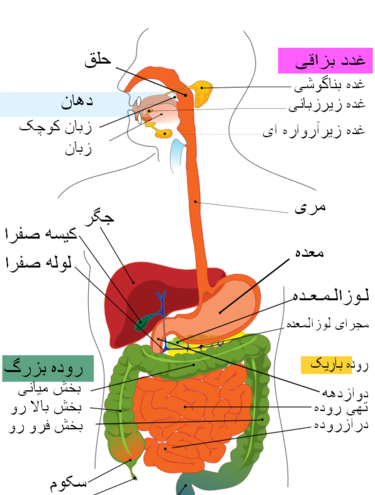 عکس آناتومی داخلی بدن انسان