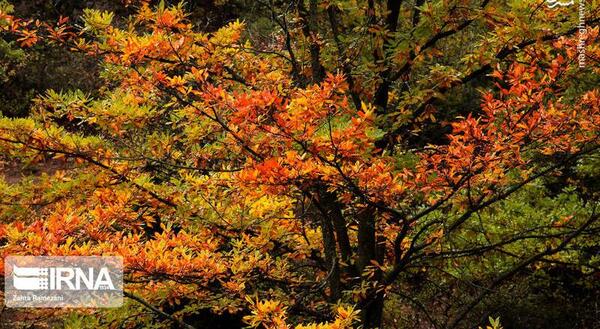 عکس طبیعت زیبا چالوس