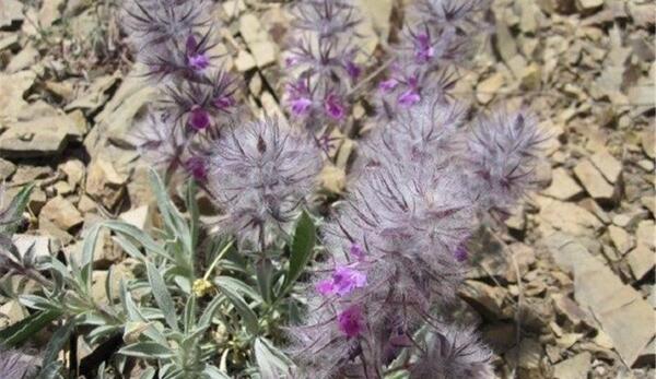 عکس چای کوهی