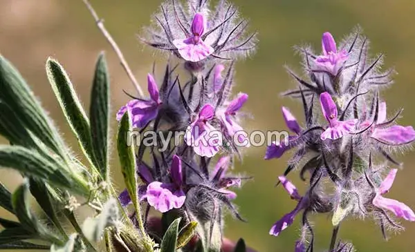 عکس چای کوهی