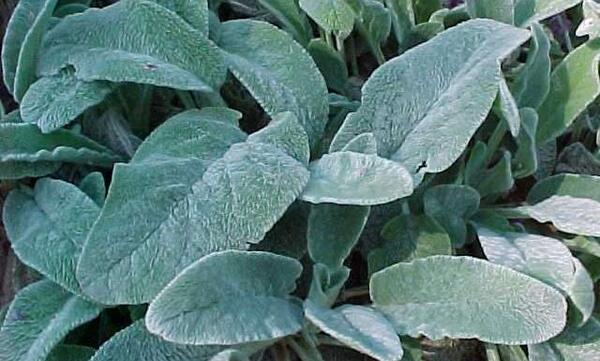 عکس چای کوهی