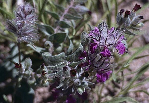عکس چای کوهی