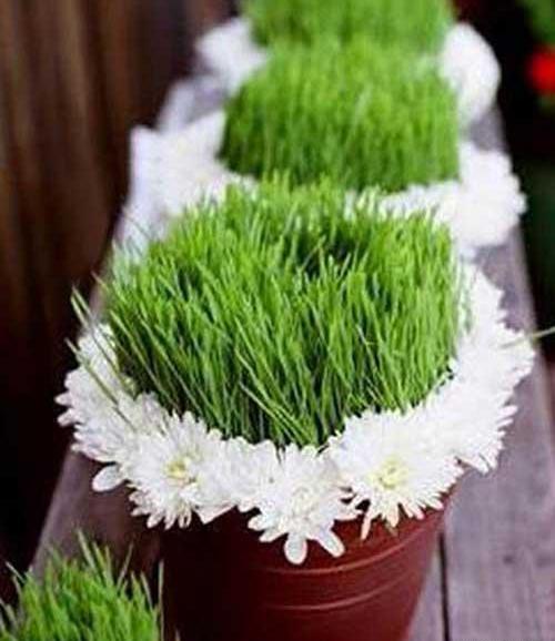 عکس سفره هفت سین و سبزه