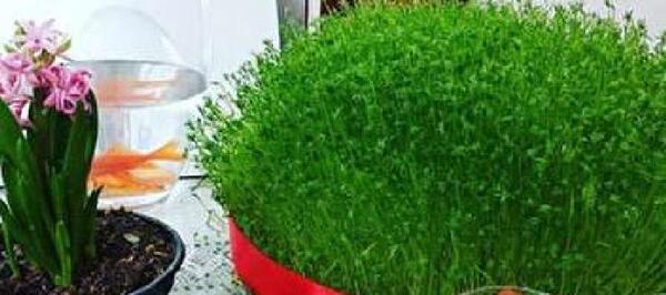 عکس سفره هفت سین و سبزه