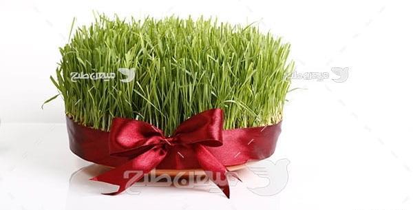 عکس سفره هفت سین و سبزه