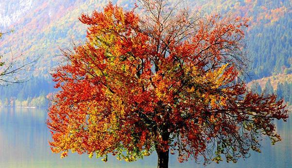 عکس طبیعت زیبای فصل پاییز