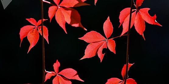 عکس طبیعت زیبای فصل پاییز
