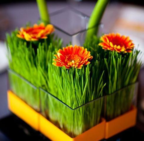 عکس سبزه عید طبیعی