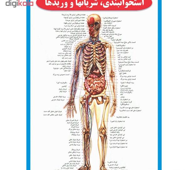 عکس آناتومی بدن کامل