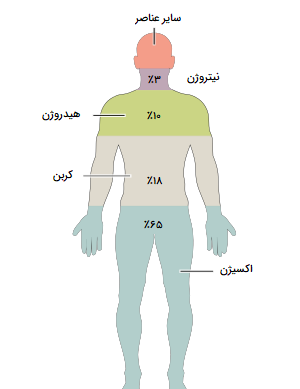 عکس آناتومی بدن کامل