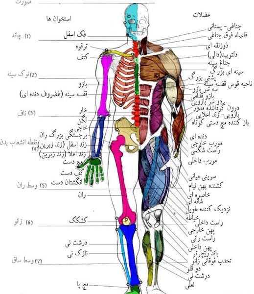 عکس آناتومی بدن کامل