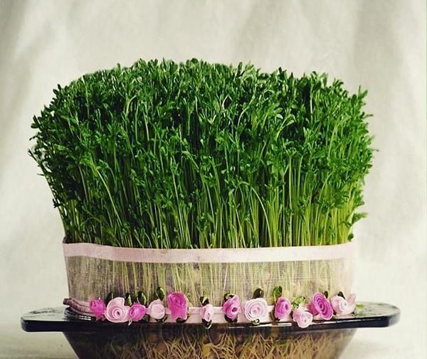 عکس سبزه عید خوشگل