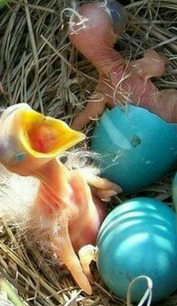 عکس بچه طاووس