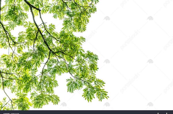 عکس سفید پشت