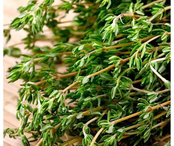 عکس آویشن باریک