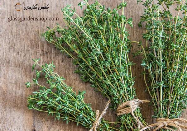 عکس آویشن باریک