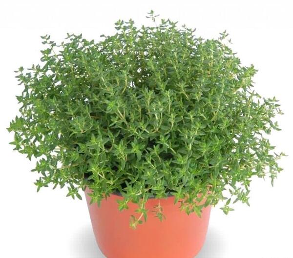 عکس آویشن باریک