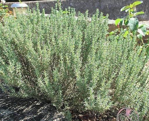 عکس آویشن باریک