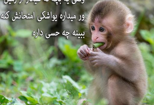 عکس طنز میمون