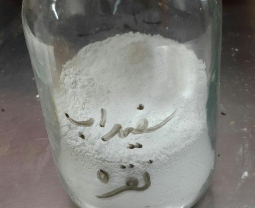 عکس سفیداب نقره