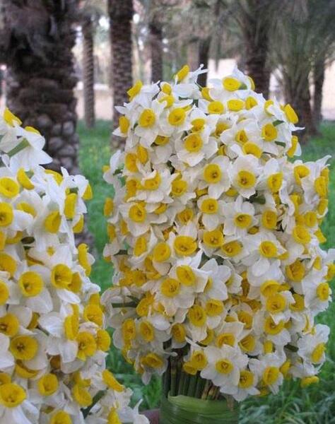 عکس دسته گل نرگس برای پروفایل