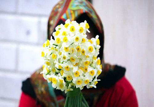 عکس دسته گل نرگس برای پروفایل