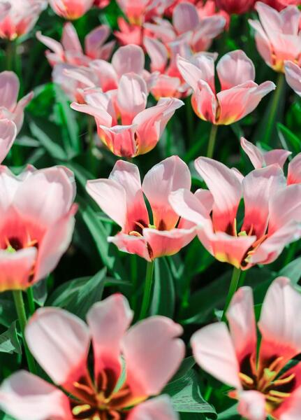 عکس زیبای طبیعت هلند