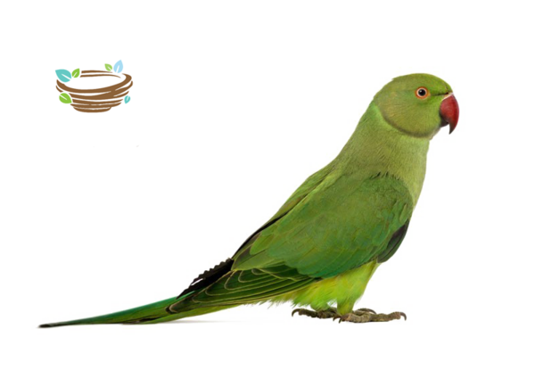 عکس جوجه طوطی ملنگو