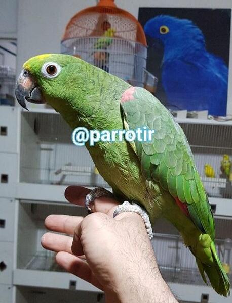 عکس طوطی آمازون