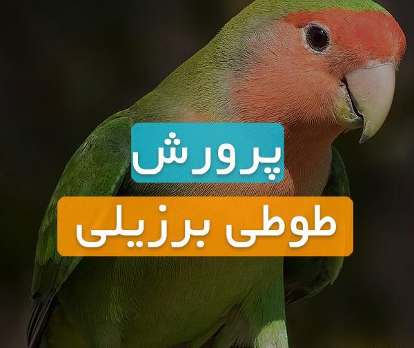 عکس طوطی آمازون