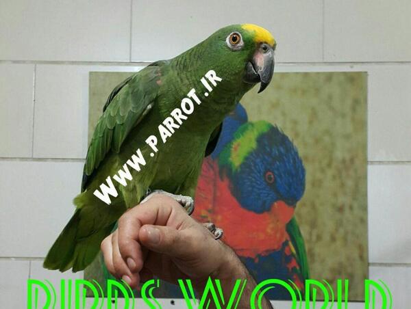 عکس طوطی آمازون
