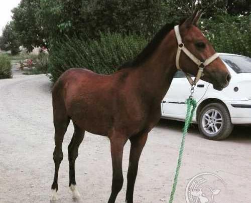 عکس اسب طاووس دست شکسته