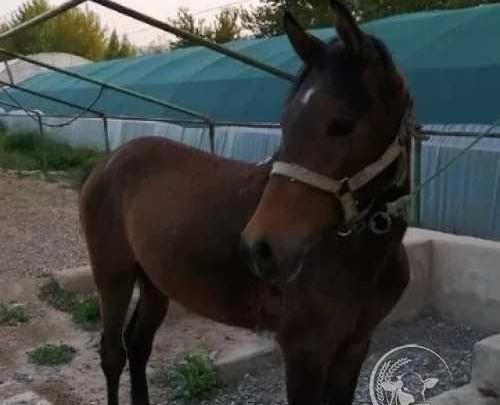 عکس اسب طاووس دست شکسته