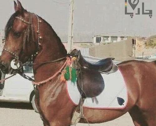 عکس اسب طاووس دست شکسته