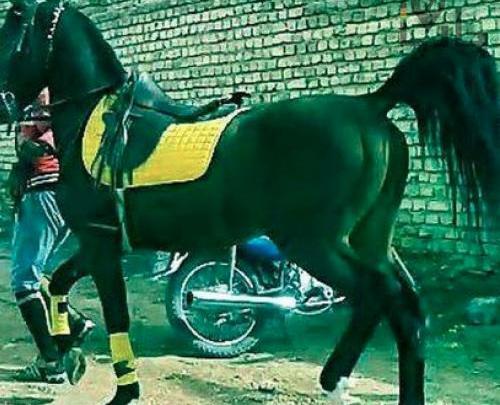 عکس اسب طاووس دست شکسته