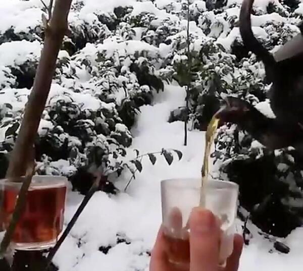 عکس چای زمستان