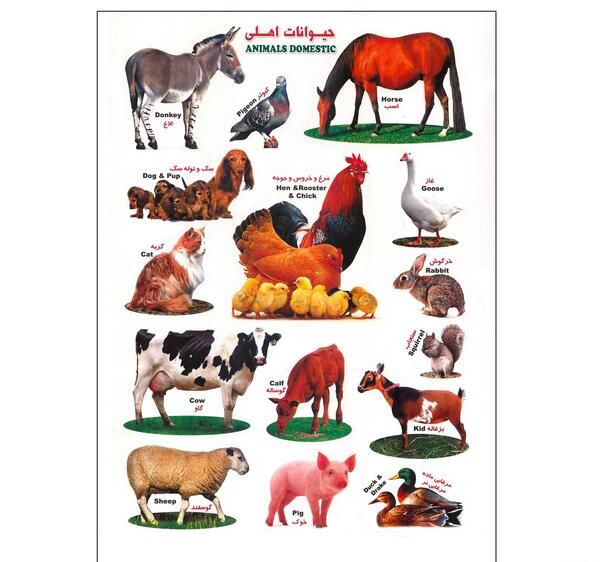 عکس حیوانات اهلی برای کودکان