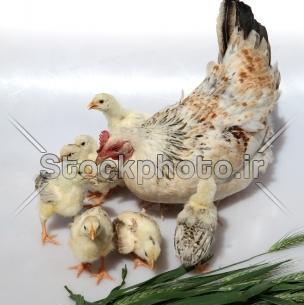 عکس جوجه