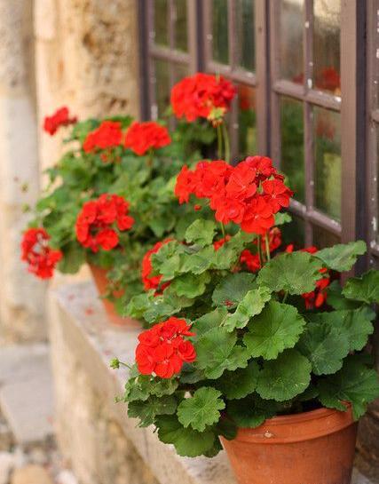 عکس گل شمعدانی