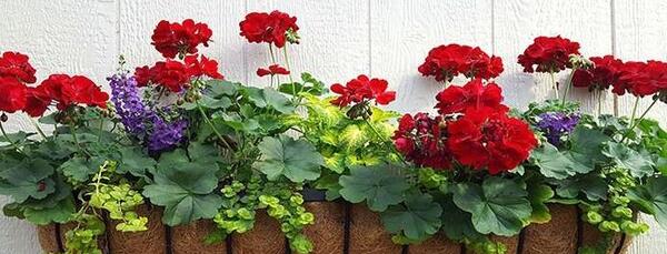عکس گل شمعدانی